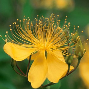 St Johns Wort extract