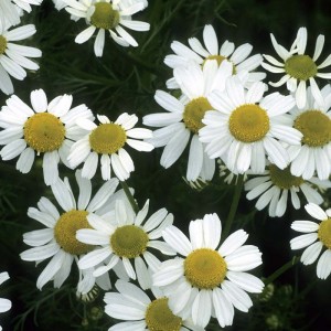 Chamomile extract