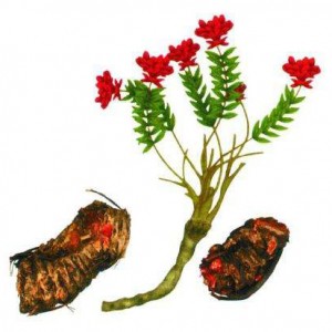 Rhodiola Rosea Extract