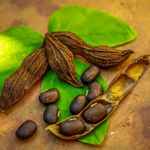 Mucuna pruriens Extract