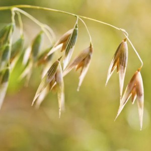 Oat Straw Extract