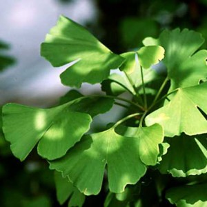 Ginkgo biloba extract