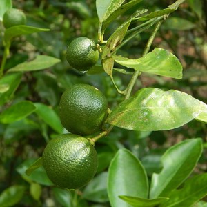 Citrus Aurantium P.e