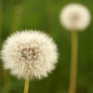 Dandelion root extract