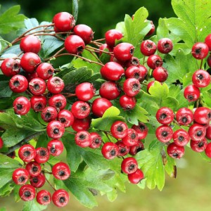 Hawthorn extract