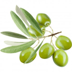 Olive Leaf Extract