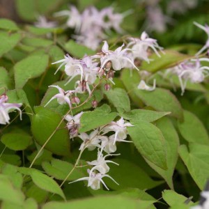 Epimedium Leaf Extract