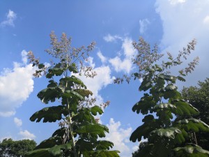 Macleaya cordata extract