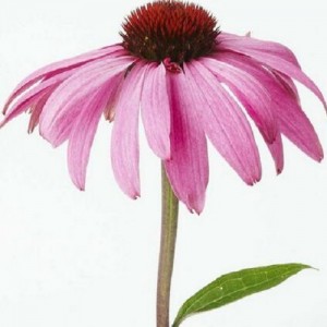 Echinacea extract